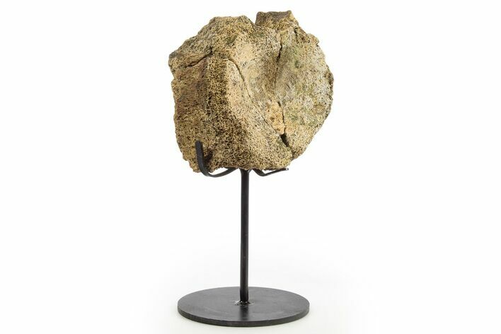 Fossil Hadrosaur Vertebra Centrum w/ Metal Stand - South Dakota #331127